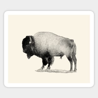 Bison Magnet